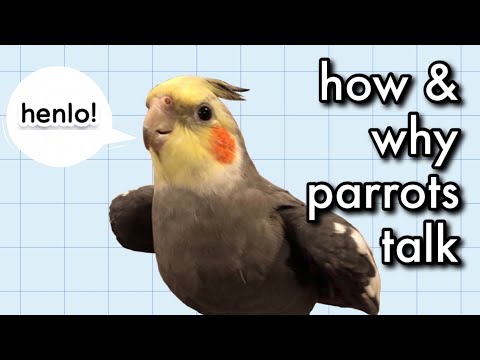 How and Why Parrots Can Speak Like Us ft. Mochi the Cockatiel