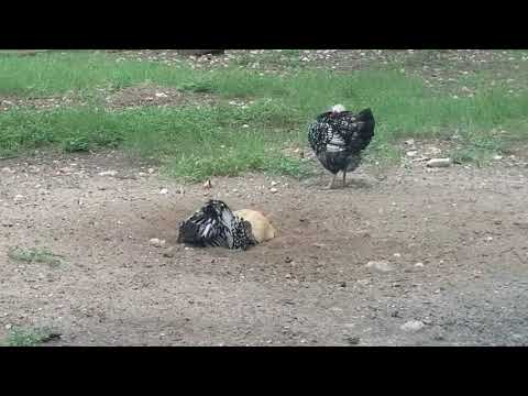 Chickens taking a dust bath