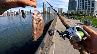Fishing East River NYC With Local Bait
