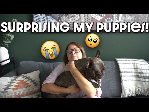 YOU CANT WATCH THIS WHOLE VIDEO WITHOUT CRYING! Dogs React to Seeing Their Owner After a Whole Month