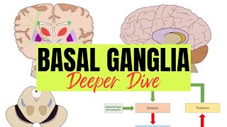 Basal Ganglia - Deeper Dive