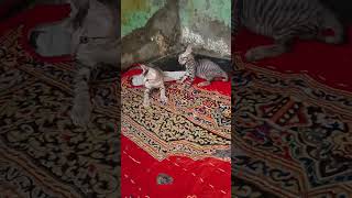 ममता भरे दिन 🥺🥺#adityasinger #cat #catvideo #catlove #cathelp #helpvideo