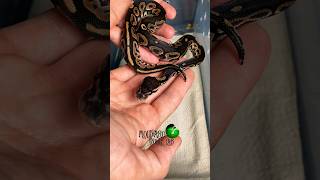 These babies look healthy and amazing! #molinarosnakelab #halloweenwithshorts #python #diy #sawa