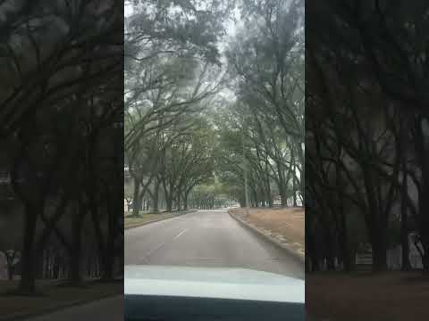 Into KingWOOD #kingwoodtx #tree #nature #shorts