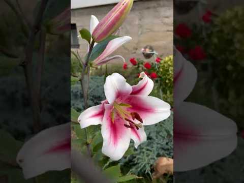 Every flower reveals its beauty — a miracle of nature in every frame.#квіти #природа #flower#nature