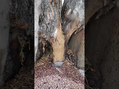 roaches ❤ olive trees! #lasvegas #pestcontrol  #roaches #olive tree