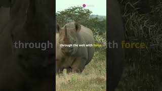 If Programming Languages Were Animals! #coding #computerscience #facts #animals