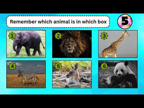 Animal Memory Challenge! | Can You Remember All 6 Animals? 🐶🦁🐘