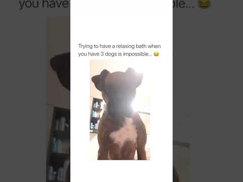it's an all eyes on me situation. #dogs #petlovers #short #funnyshorts #tiktoknigeria #bath