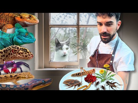 🌿FEEDING ALL MY ANIMALS | TERRAQUAMAN