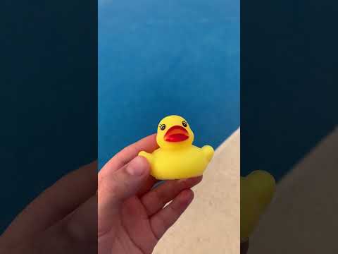 It looks like a duck