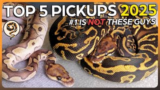 This is our Best 2025 Ball Python and Reptile Pickups - Number 1 is NOT a Ball Python!