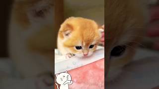 Cute little kitten