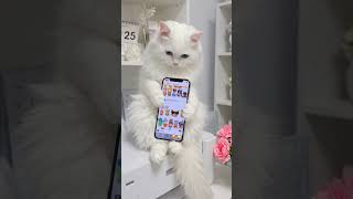 Cat's chat #supportlocal #cat #trending #kitten #gulplaza #cute #catlife #kitty #cats #catnip #cat