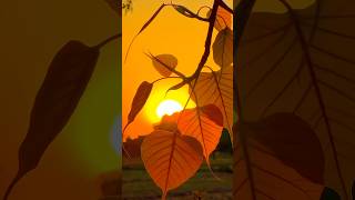 CapCut Template #capcut #capcuttemplate #edit #freetemplate