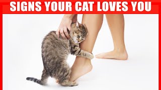 30 Signs Your Cat Considers You its Mother
