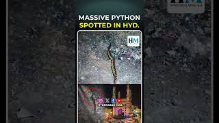 Massive python spotted in HYD. | #Hyderabad Mail #latestnews #python #big #telangana