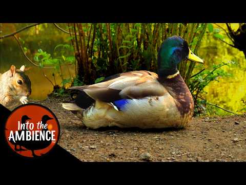Breakfast with The Ducks and Squirrels - Nature Relaxation Video - No Music - 4K