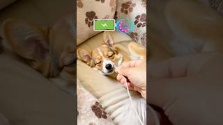 Cute dog videos