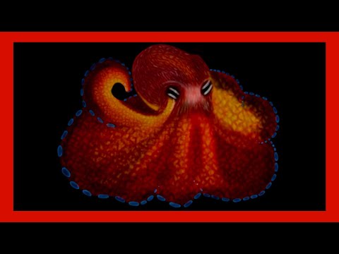 HOW I DREW A SIMPLE OCTOPUS  | TIMELAPSE