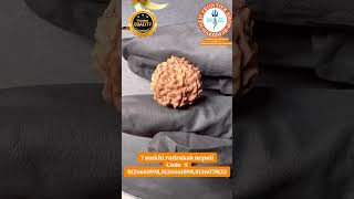 7 mukhi rudraksh nepali Code -5 8126661898,8126661898,8126078132