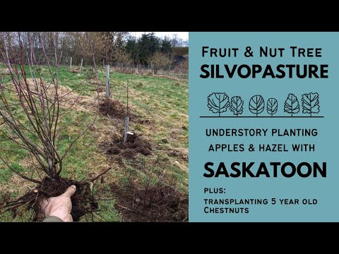 MORE LINEAR FOOD FORESTS | MAKING EDITS and PLANTING SASKATOON in the SHRUB LAYER | FOREST GARDENING