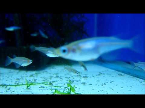 Ricefish