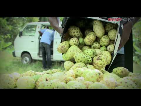 NOURISH Noni Range - Bengali