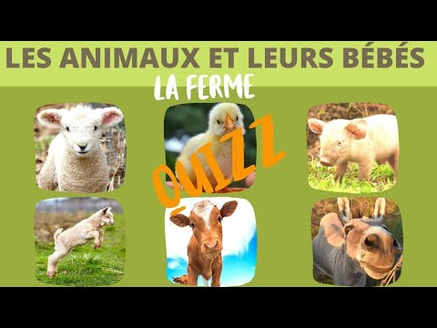 Les animaux de la ferme et leurs bébés QUIZZ