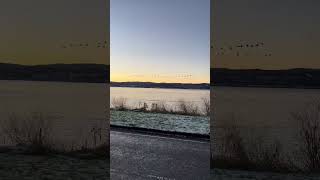 Gaggle of Geese #shorts