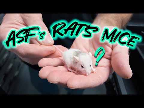 ASF & Rodent info