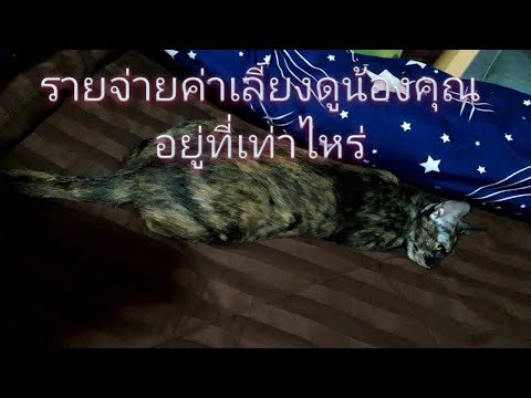 รายจ่ายค่าเลี้ยงดูน้องคุณ อยู่ที่เท่าไหร่เหมาะสำหรับคนที่อยากเลี้ยงแมว