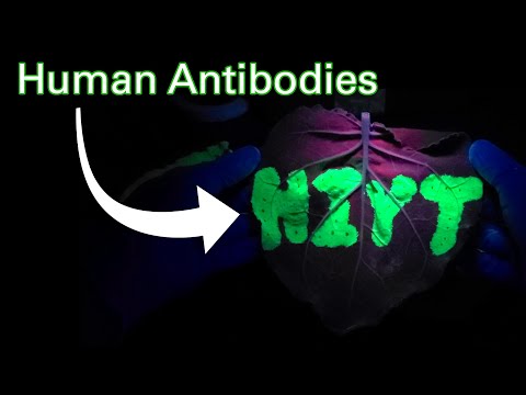 I put human genes into a plant!