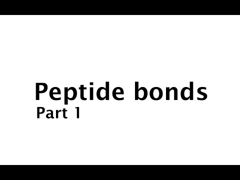 Peptide bonds P1 (#2)