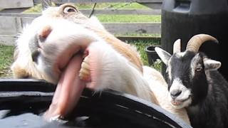 Funniest Farm Animals