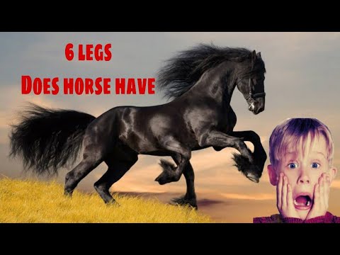 How many legs does horse have? Does it have six legs?