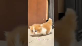 #cutepet #cutecat #pets #cute #cat #blue #haveitoldyoulatelythatiloveyou #yungkai #butifyouclose