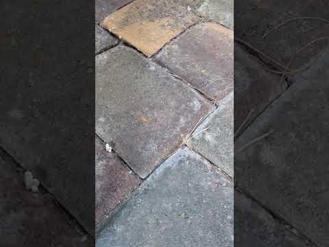 Bark Scorpions under doormat #lasvegas #pestcontrol #scorpion