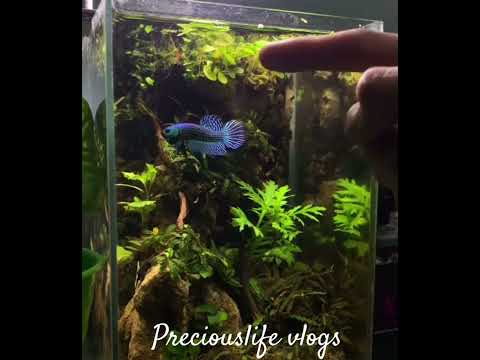 Playing with Beta fish #aquascapelowtech #aquascapegallery #fishtankdesign #fishtankdesign