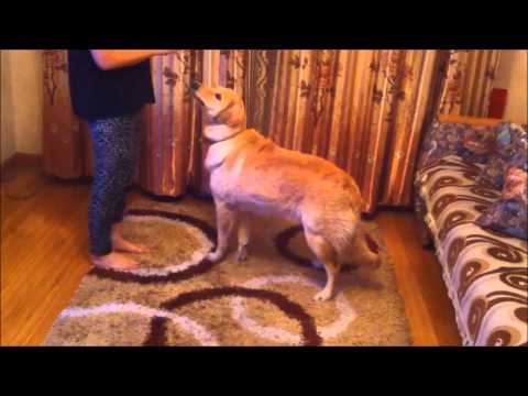 Mongolian Golden retriever Molly