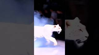 New AI viral shorts #1 #shorts #viral #amazing #aimaster