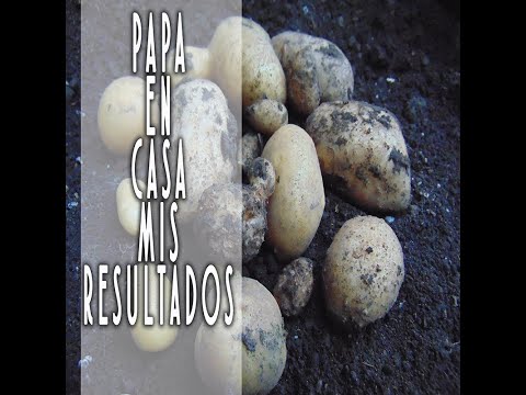 Como sembrar papá en casa fácilmente RESULTADOS
