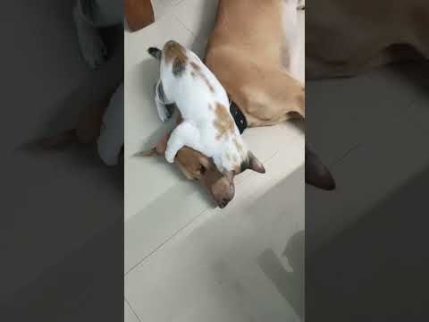 Dog and cat Funny Interaction #catdogfunny #cats