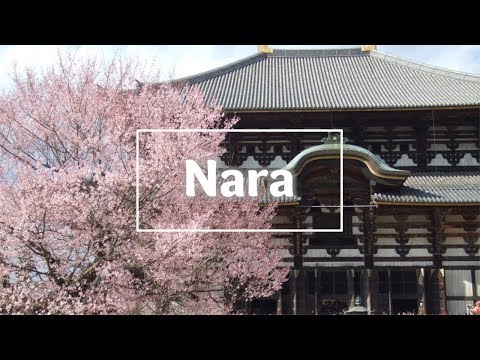 Nara | A Temple with Cherry Blossoms, and Deer