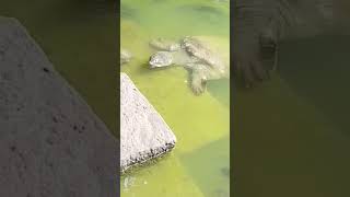 sarona Talab bada kachhua Raipur #shortsvideo