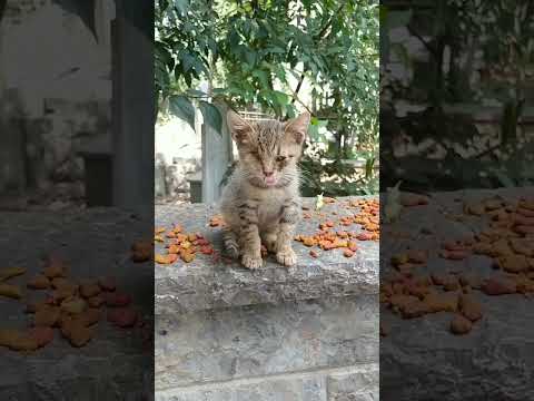 Kitty 😍 #kitty #kittycat #cat