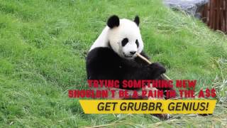 Grubbr, short video ad panda