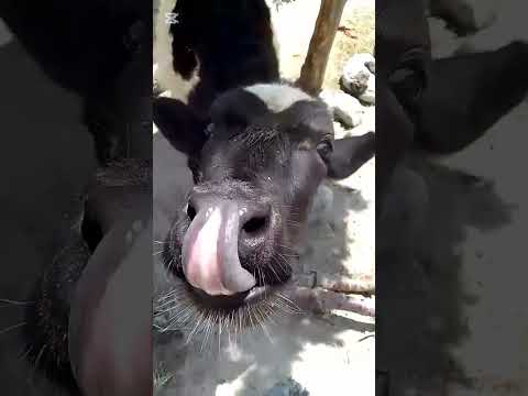 #Cow🐄. #shortvedio #cow #cuteanimal #viral #subscribe