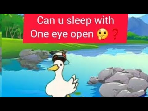Can u sleep with one eye open 🤔❓️#interestingfacts #awareness