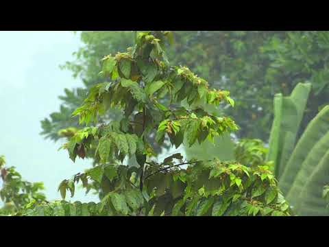 Heavy Rain Sounds | Rain Sounds for Sleeping, Working, Study | 1 HOUR NO ADS Rain Sounds for You
